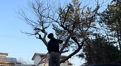 草木の剪定、高所作業